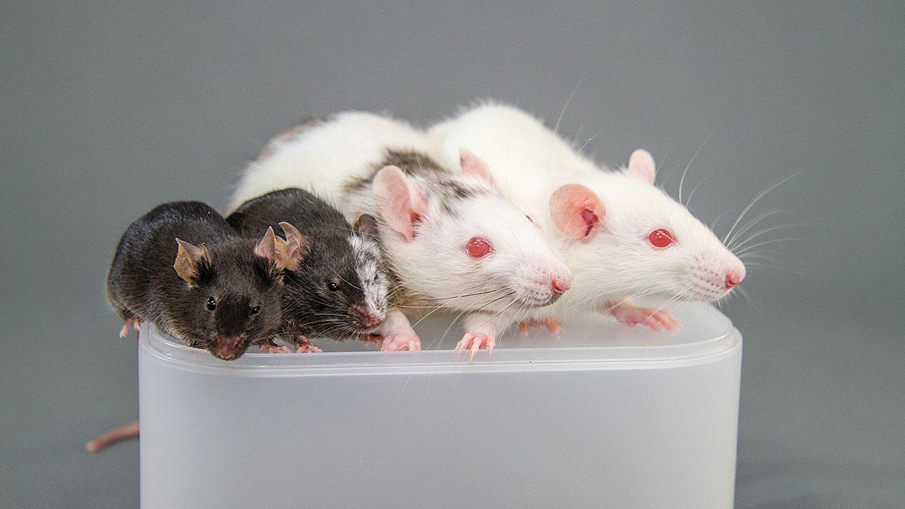 В Японии скрестят эмбрион человека с крысой и свиньей