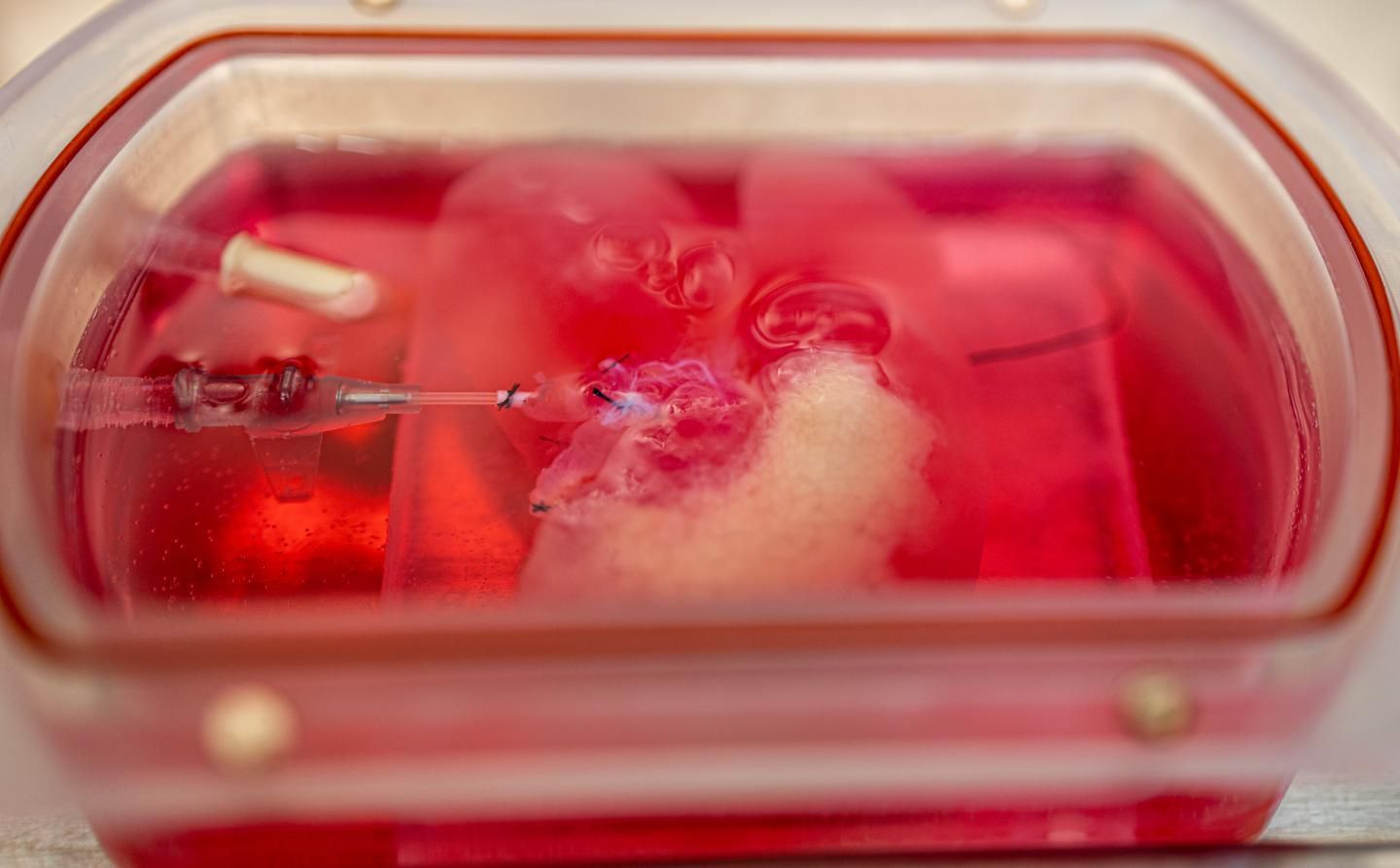 Вчені виростили ГМО-печінку людини: фото