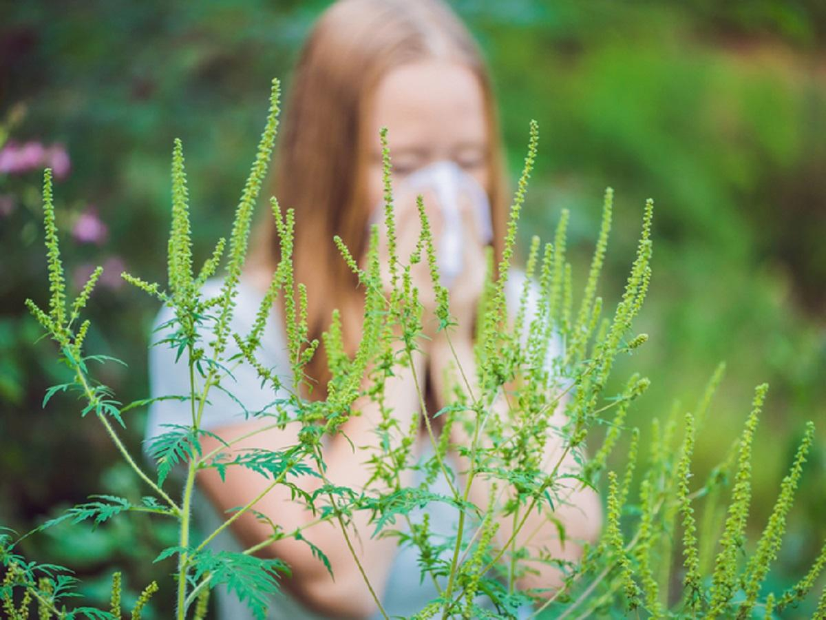 Аллергия на амброзию – лечение и симптомы аллергии на амброзию