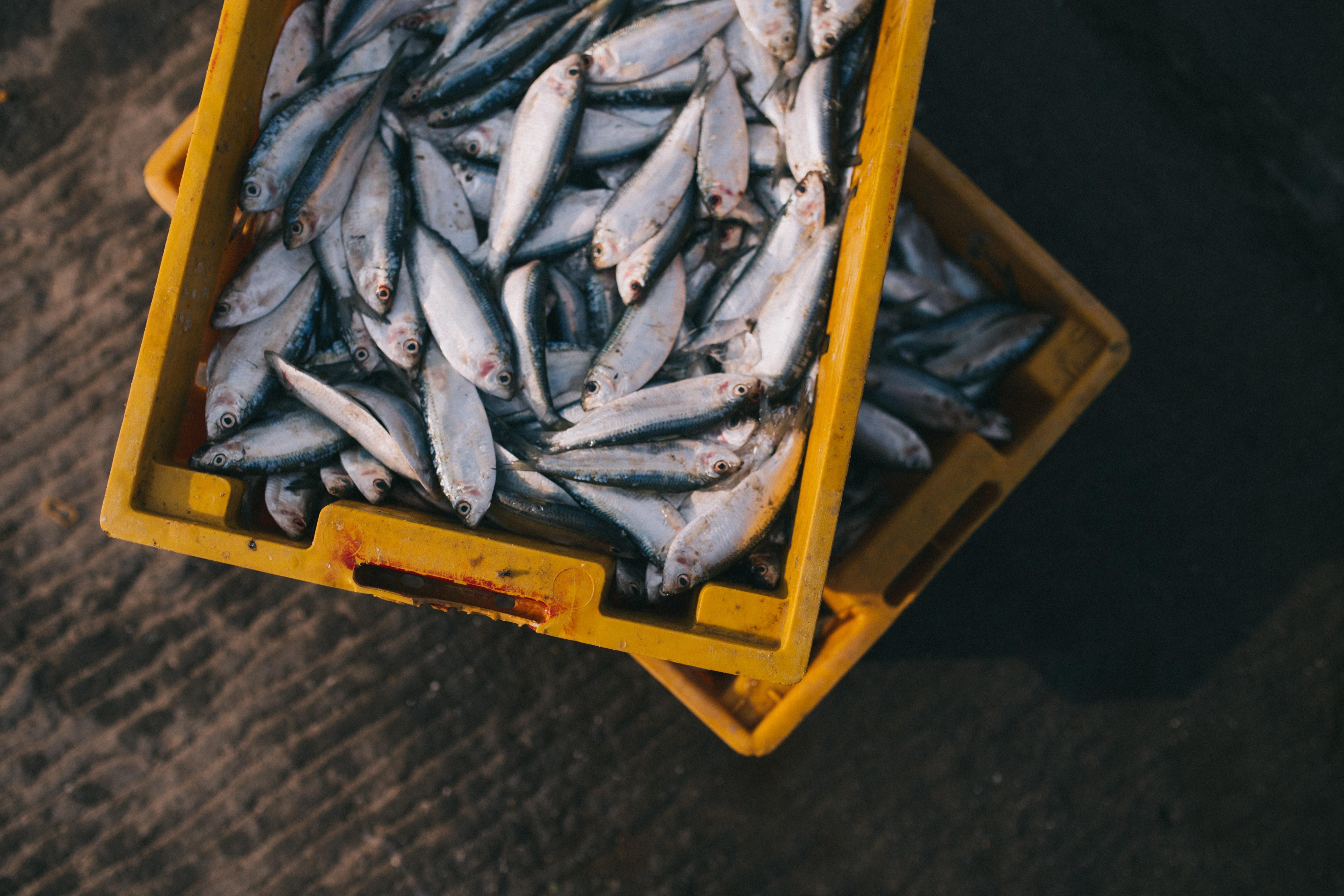 Вред рыбы для здоровья - случаи, когда опасно употреблять рыбу в пищу
