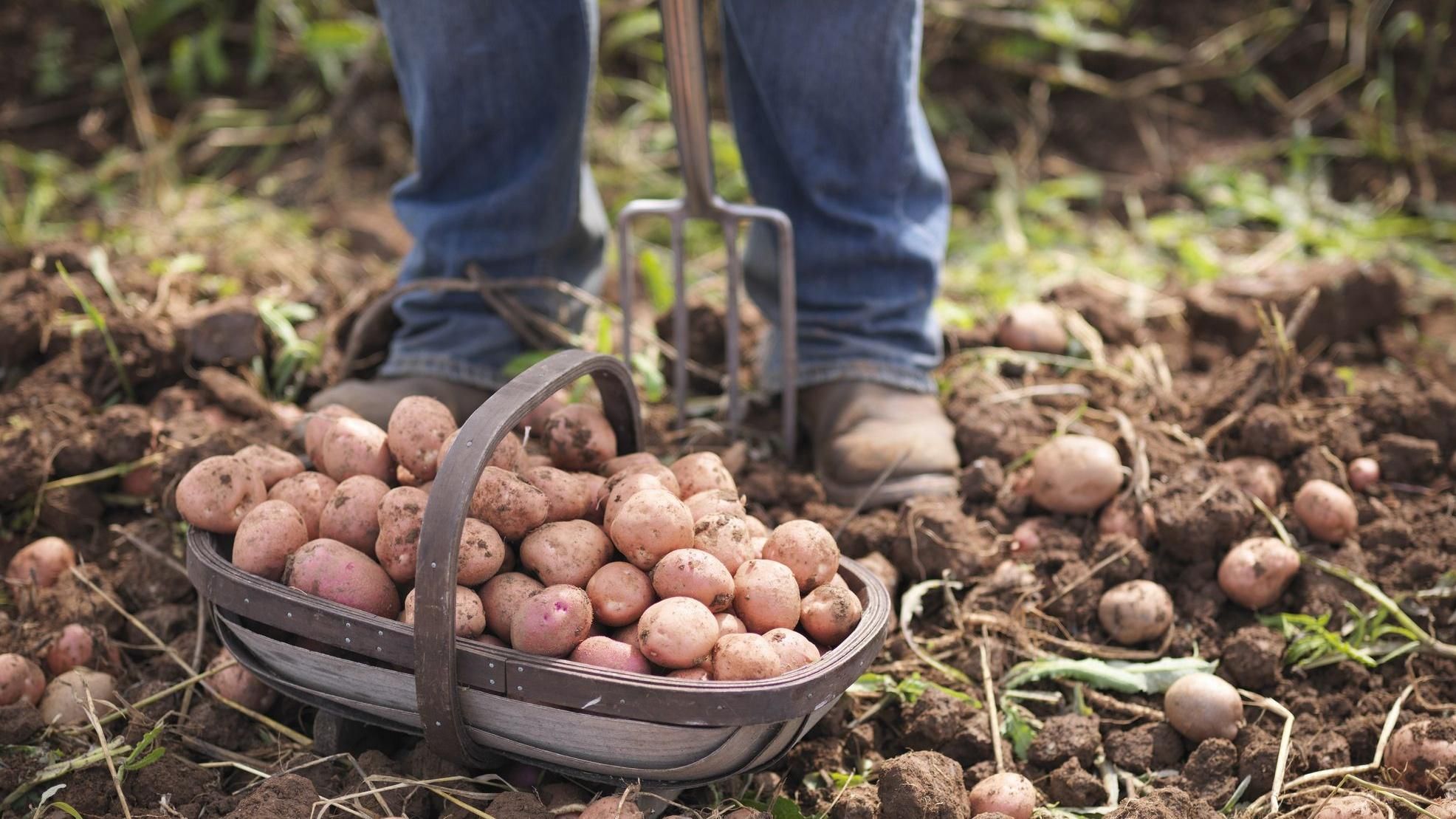 Як безпечно копати картоплю: поради від Супрун