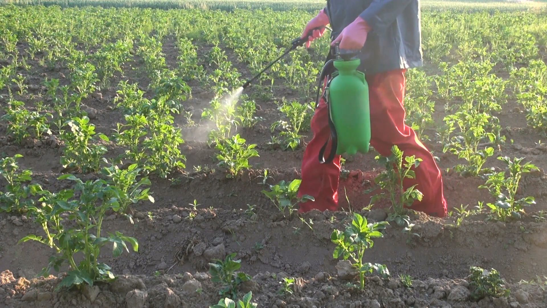 На самом ли деле вреден обработанный картофель: объяснение Супрун