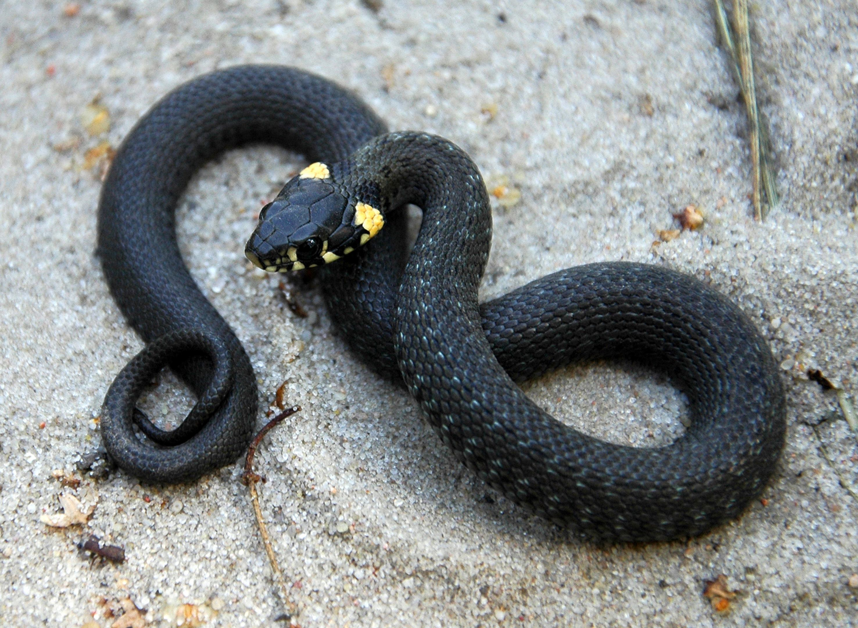 Что делать, если вас укусил уж