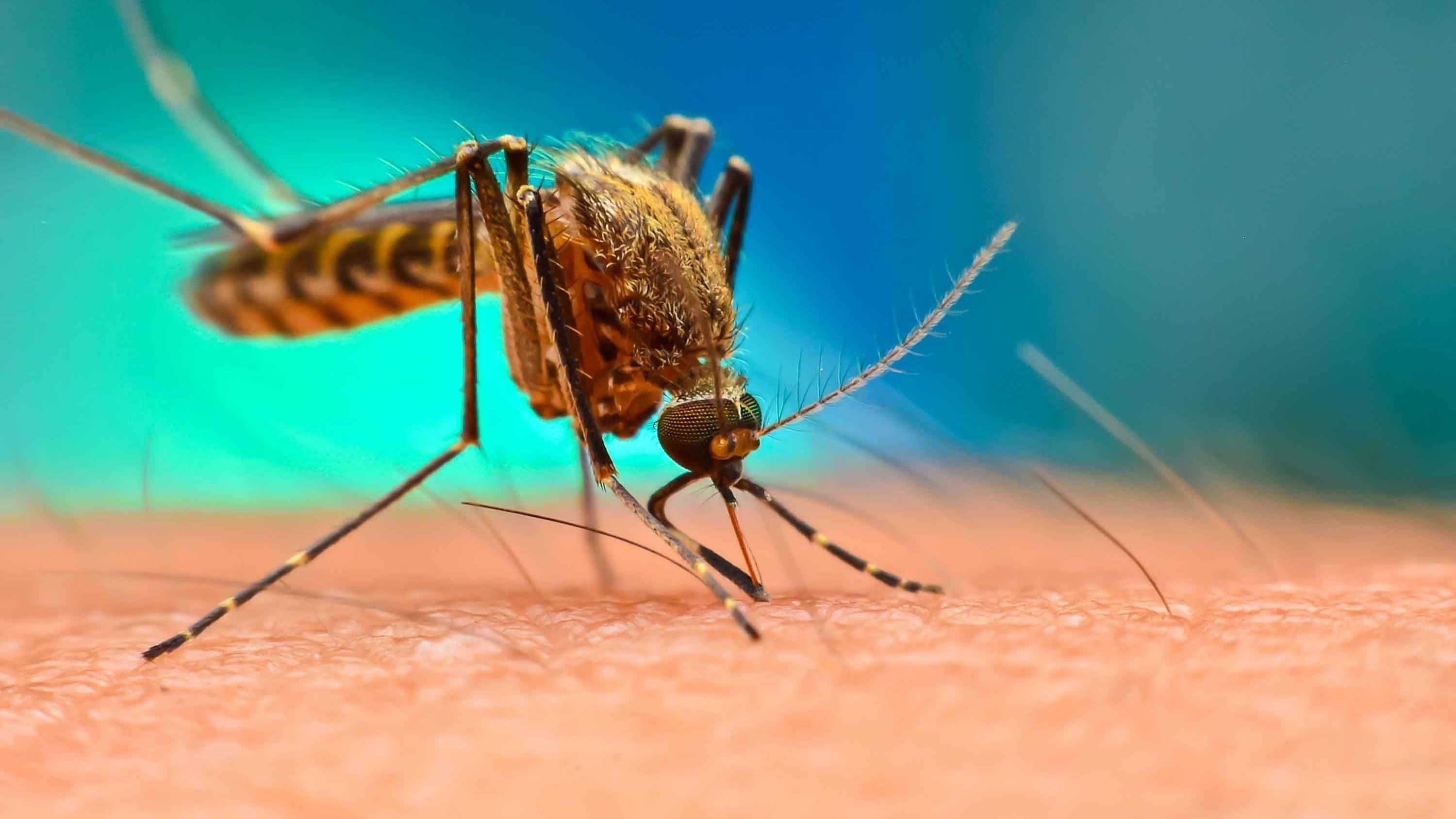 Малярію можна повністю знищити за 30 років: розповіли як
