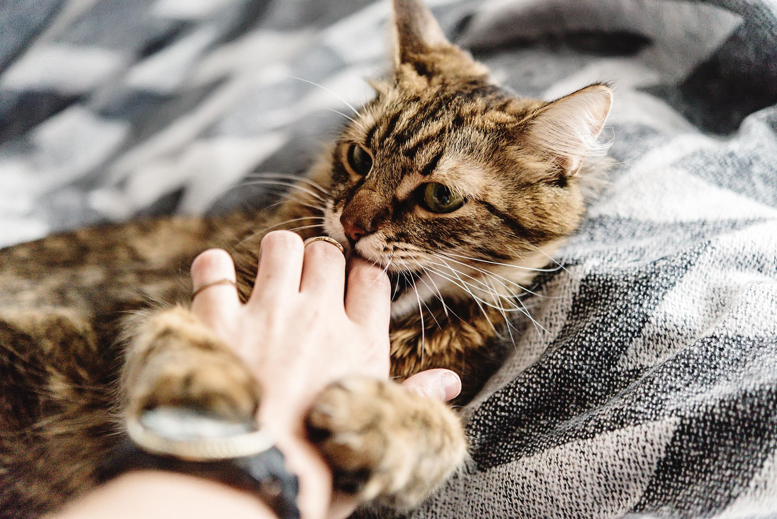 Феліноз - хвороба котячих подряпин - діагностика і лікування