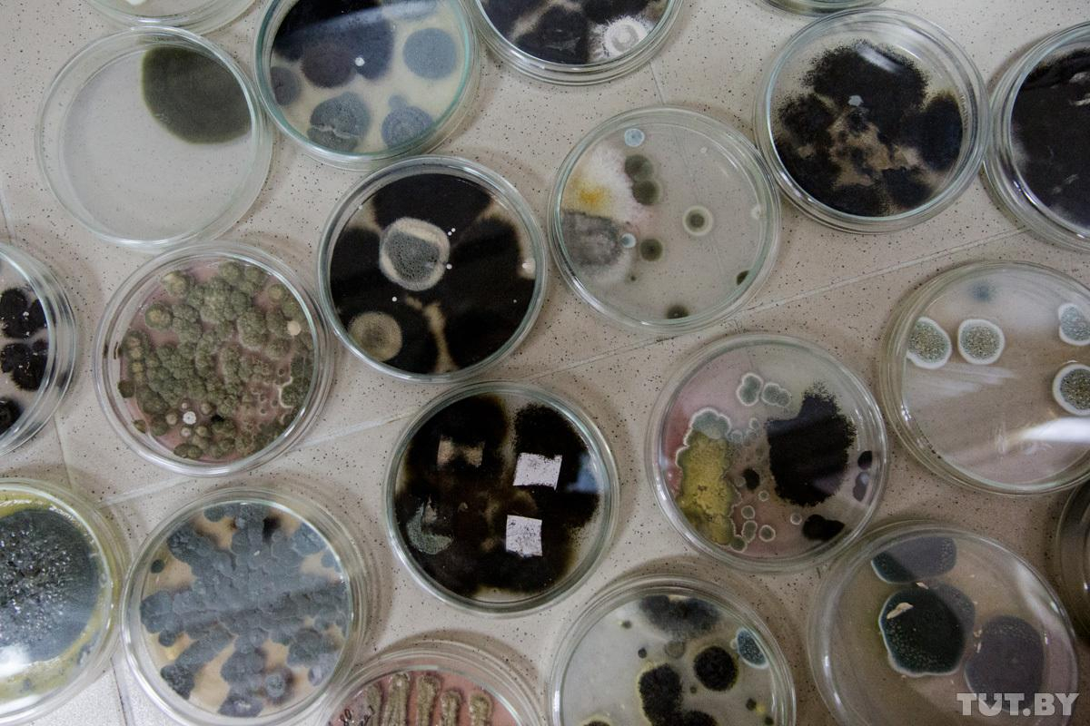 Аллергия на плесень: симптомы и профилактика