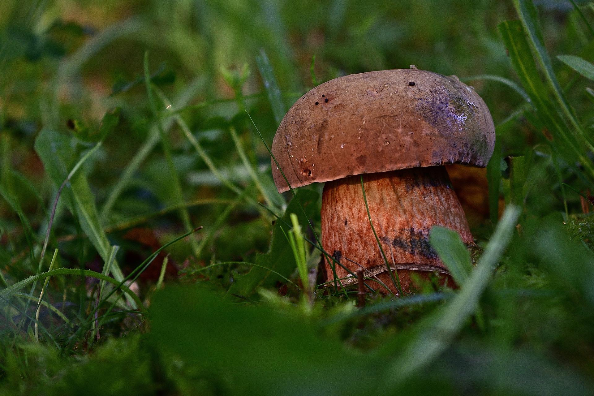 Грибы: польза и вред для здоровья