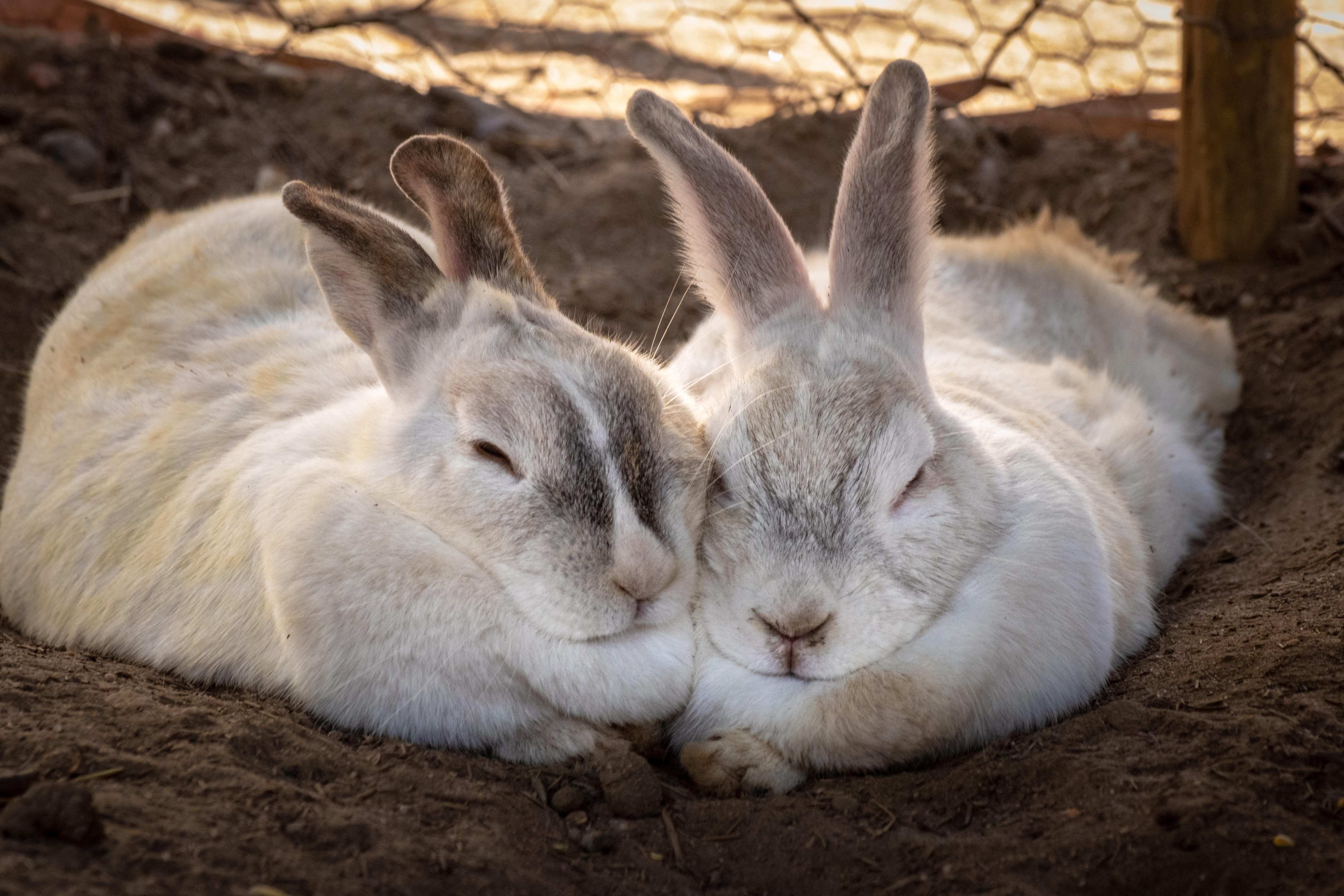 Кролики допомогли зрозуміти для чого жінкам оргазм