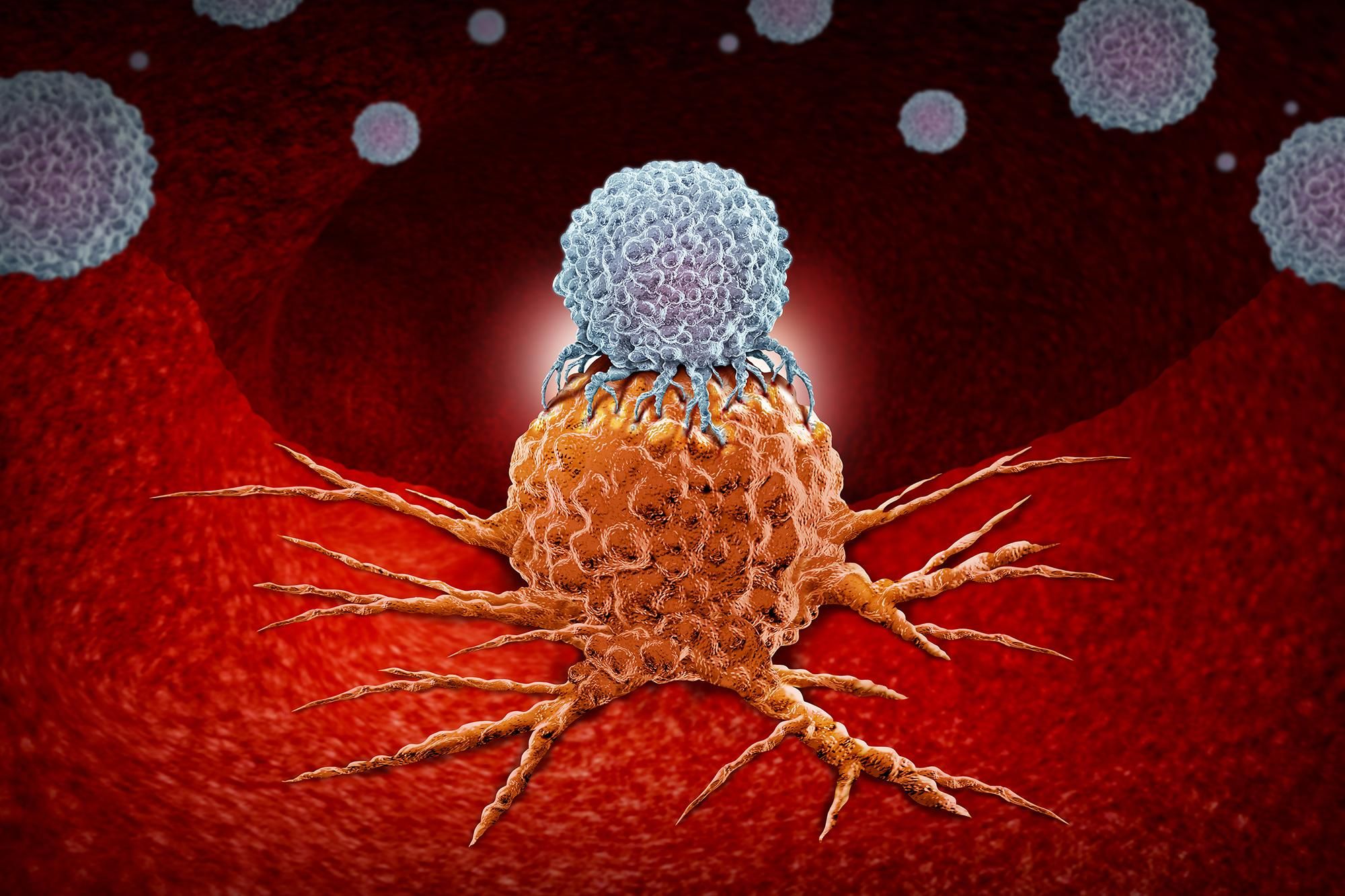 Иммунную систему "научили"  искать скрытые раковые клетки