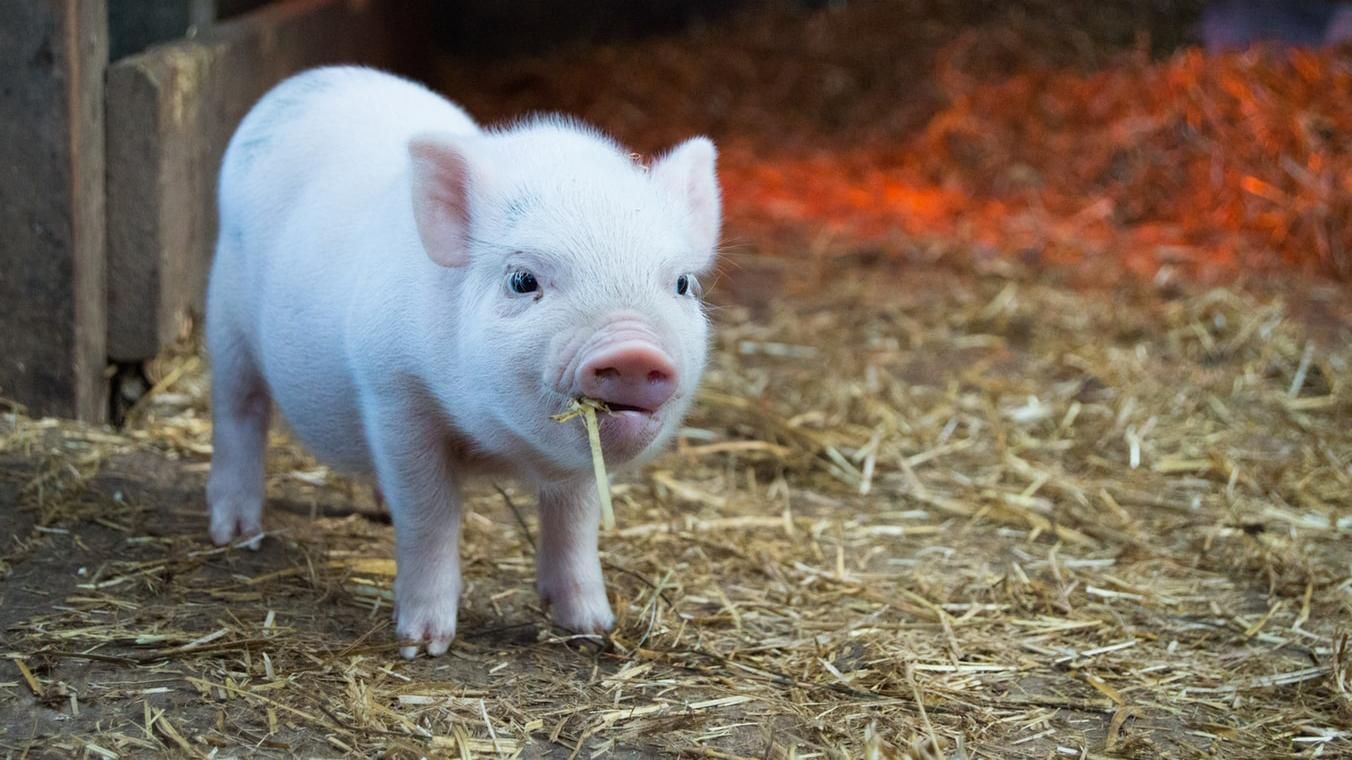 Человеку впервые пересадили кожу генномодифицированной свиньи