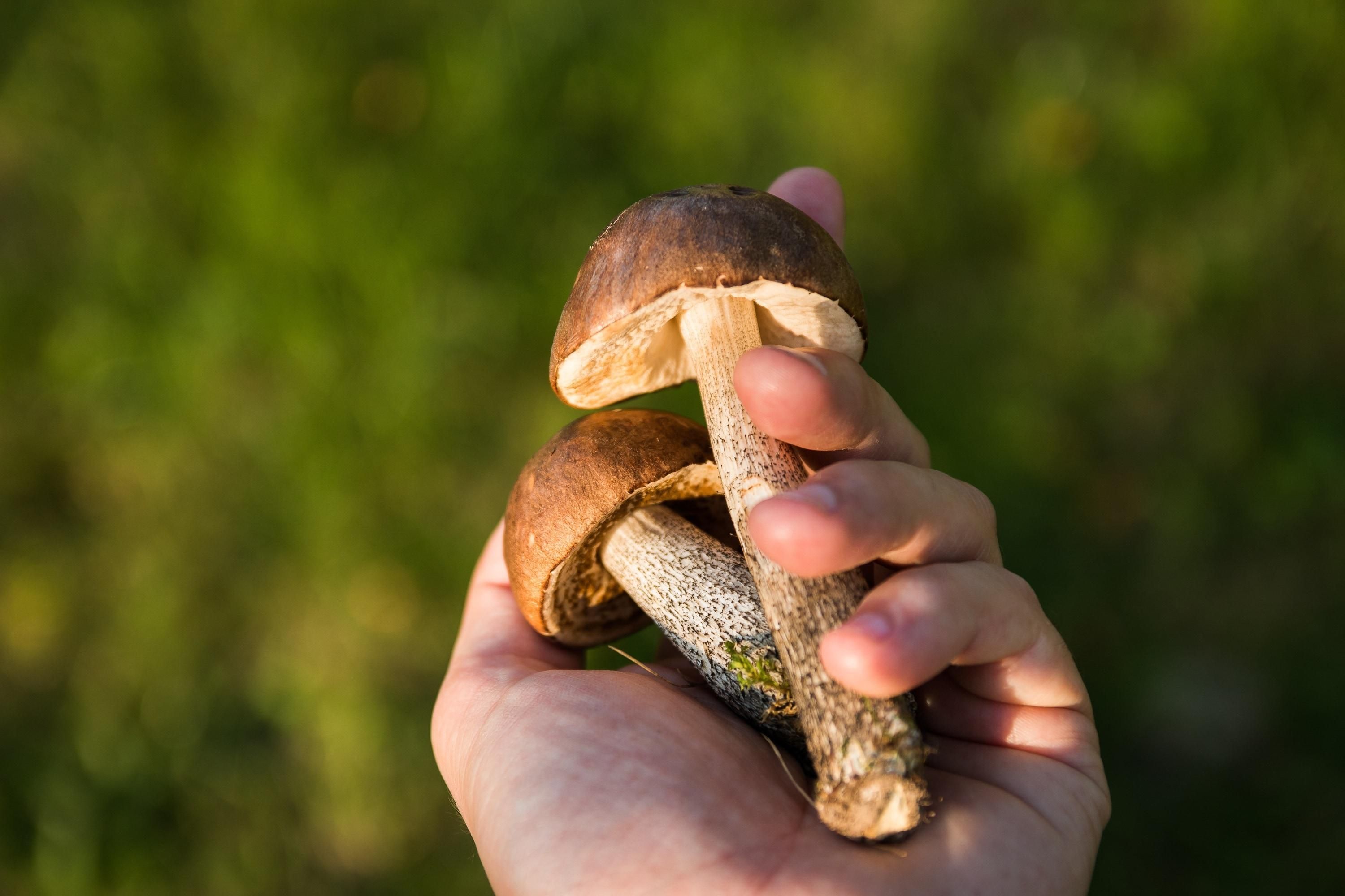 Ядовитые грибы Украина – как отличить от съедобных, правила грибникам