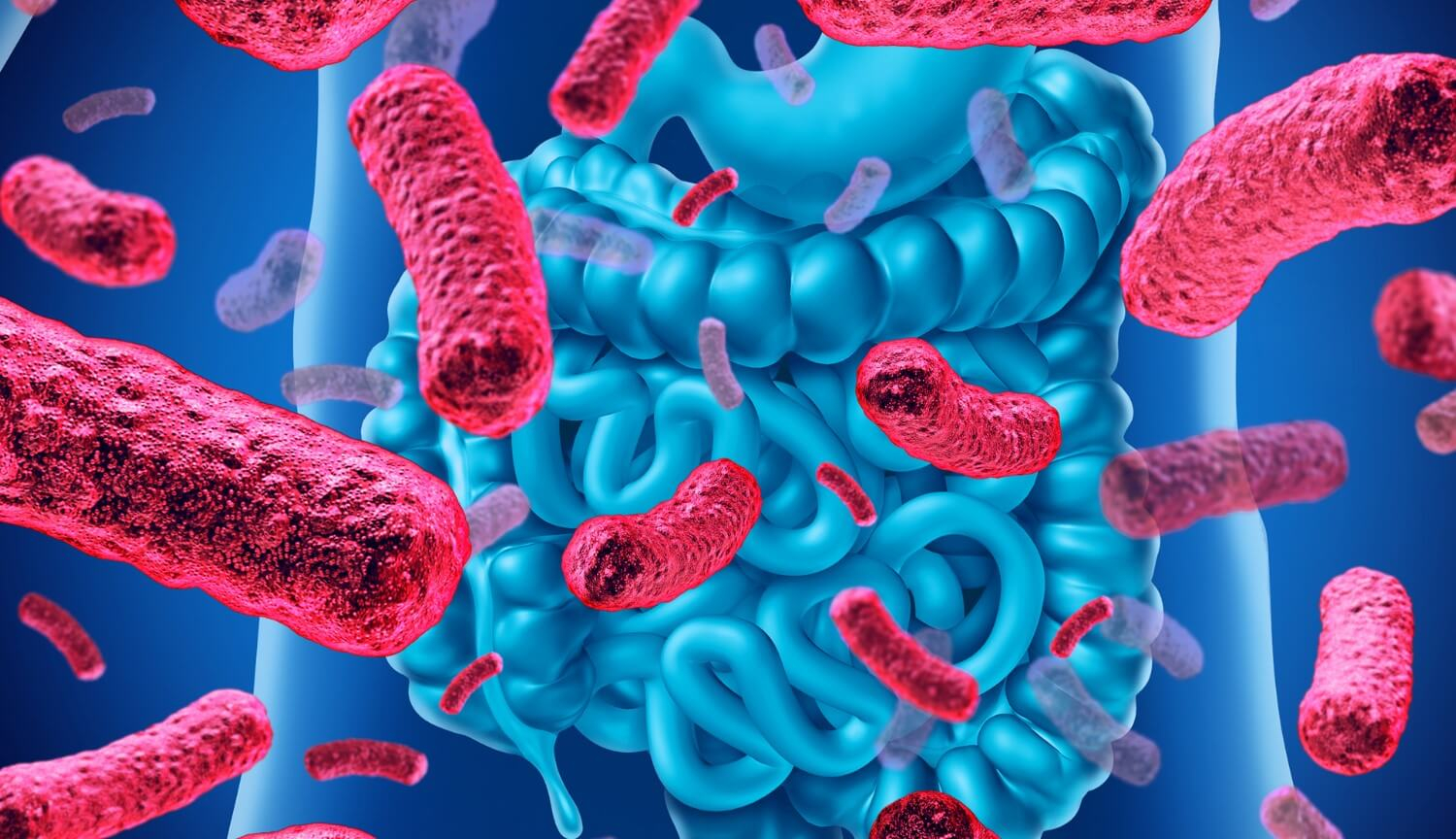 Какую роль играют бактерии в нашем организме
