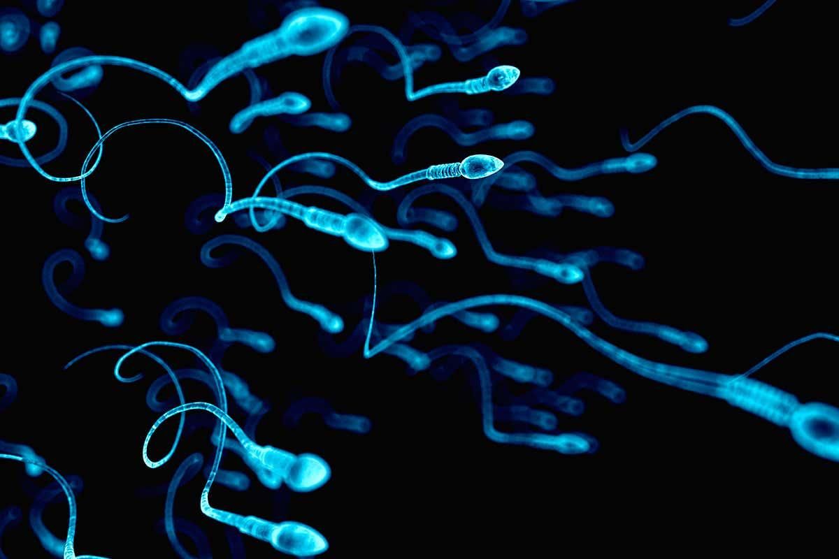 Виявили нові здібності сперматозоїдів 