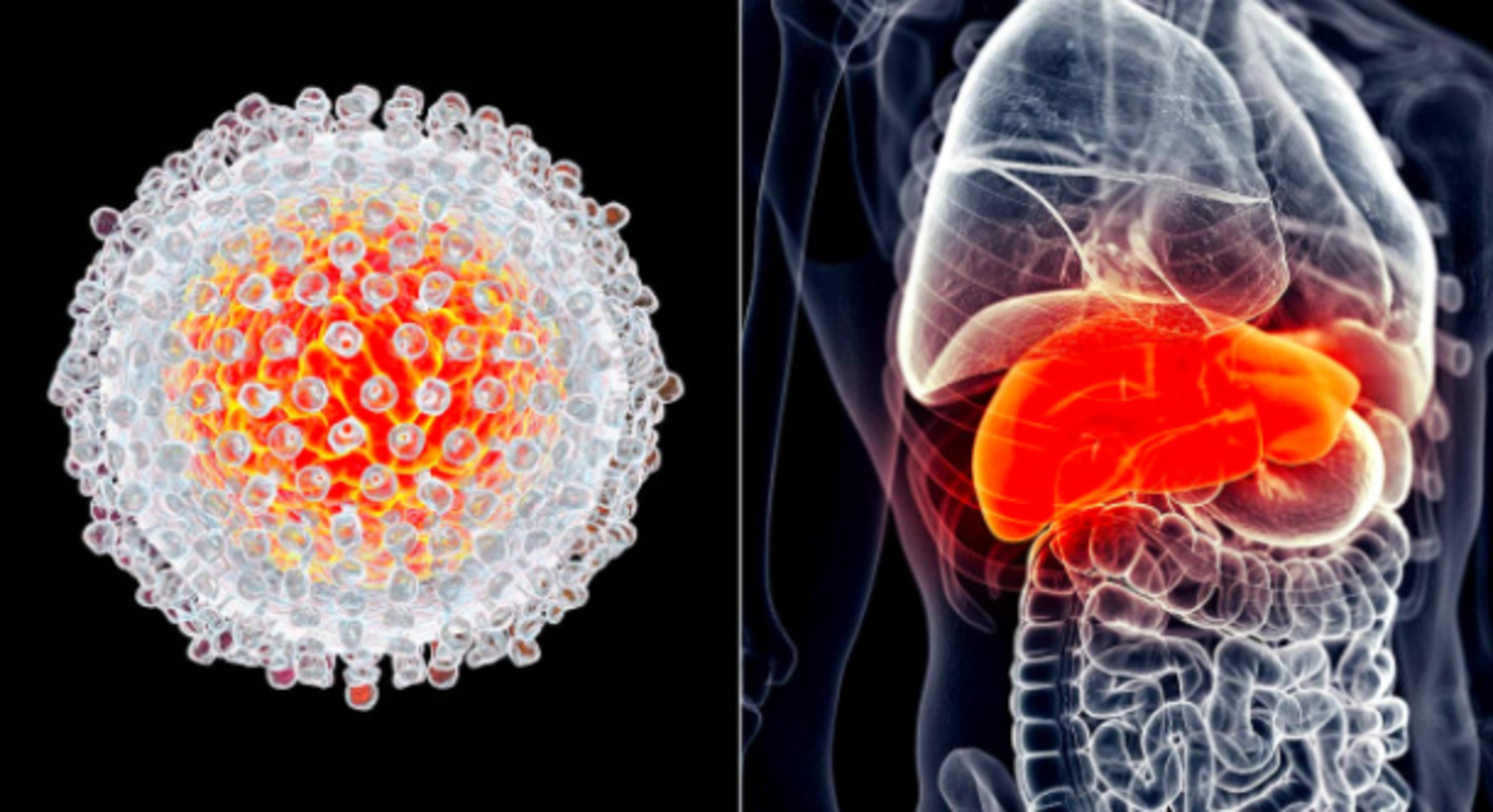 Открытие: клетки печени могут защищать от рака
