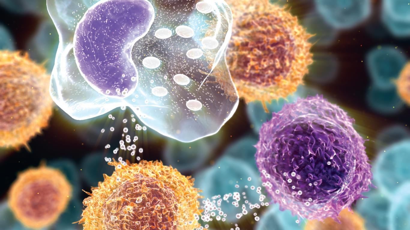 Стовбурові клітини відновлюють серце зовсім не так, як уявляли вчені Стовбурові клітини відновлюють серце зовсім не так, як уявляли вчені