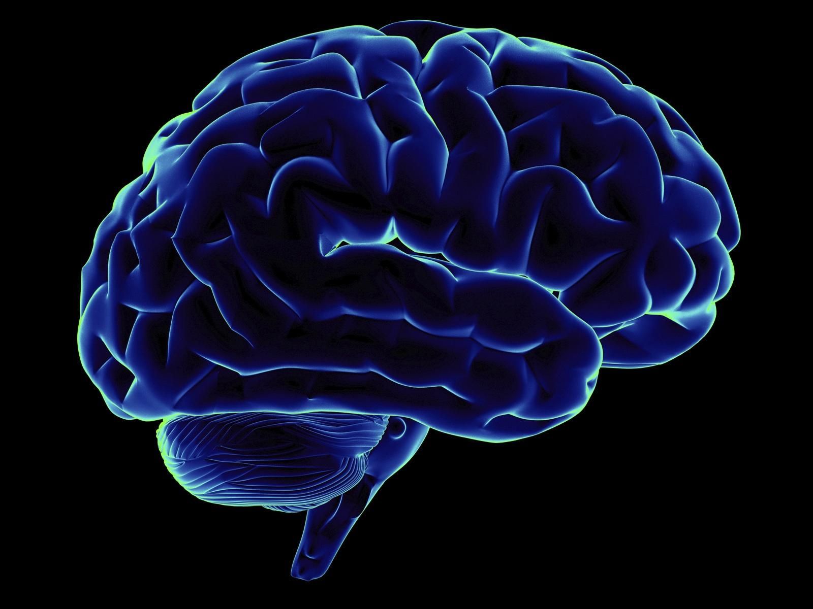 До какого возраста мозг продуцирует нейроны: ученые 