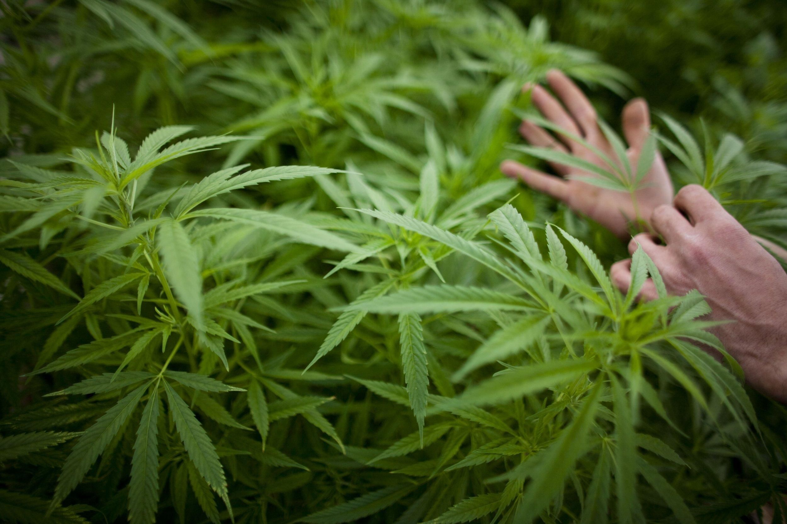 В Україні вперше виправдали чоловіка, який вирощував марихуану