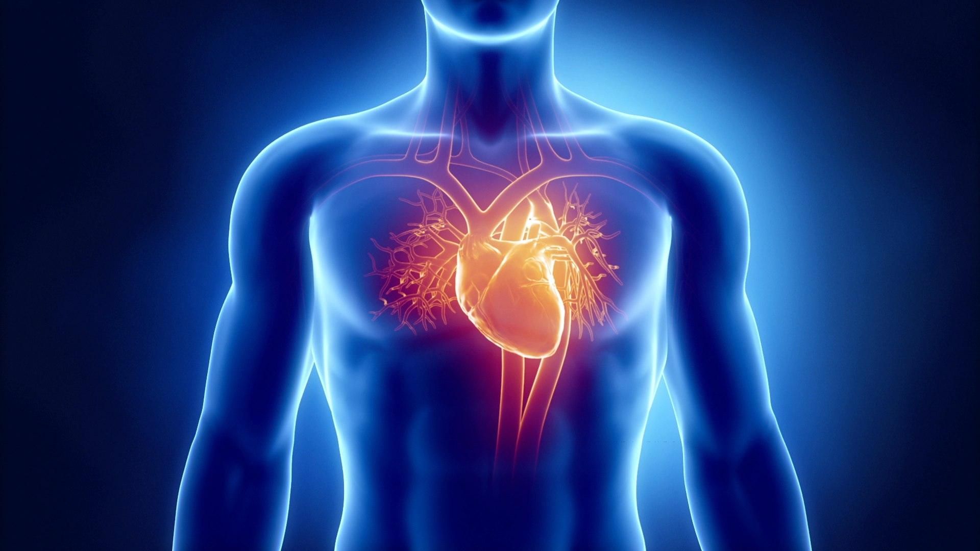 Нова терапія допоможе відновити серце після серцевого нападу
