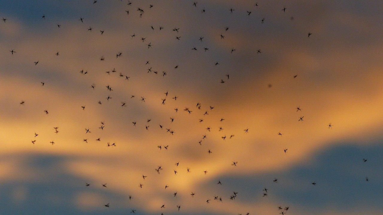 Создали комаров, которые способны остановить смертельную лихорадку