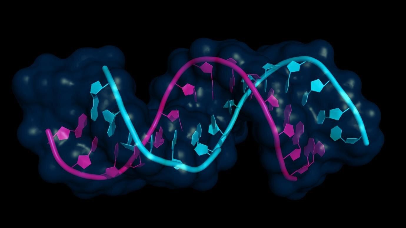 Виявили новий шлях регуляції ДНК