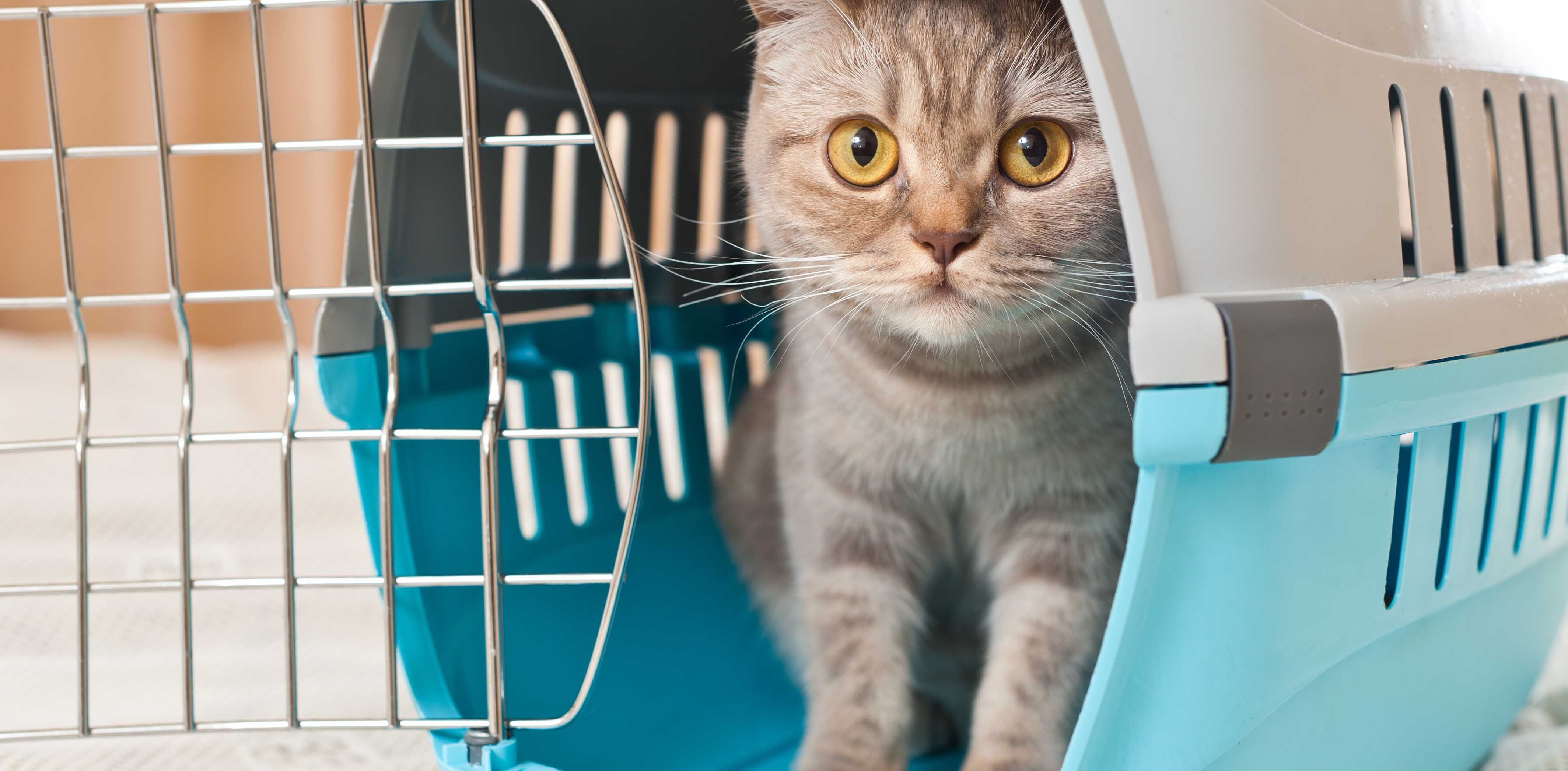 Из-за коронавируса запретят вывоз домашних животных из Китая Из-за коронавируса запретят вывоз домашних животных из Китая