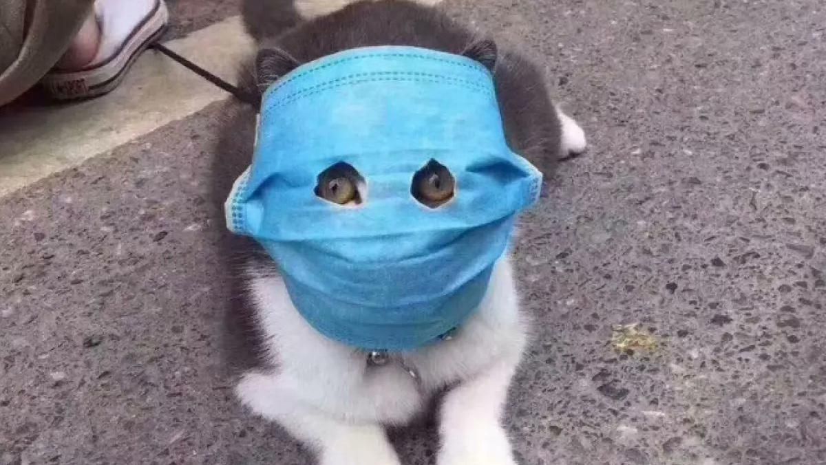 Домашние животные могут заразиться коронавирусом, но не могут его передавать Домашние животные могут заразиться коронавирусом, но не могут его передавать