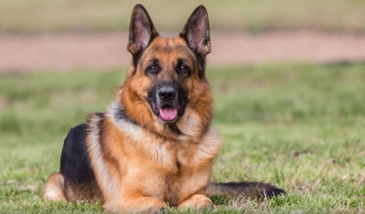 На коронавірус у Гонконзі захворів вже другий собака На коронавірус у Гонконзі захворів вже другий собака