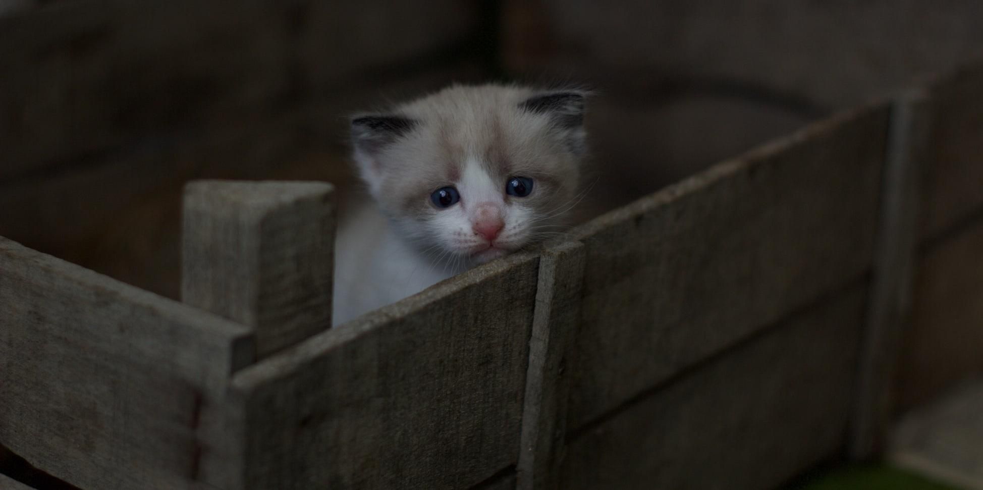 В Ухане коронавирус COVID-19 обнаружили у бездомных кошек В Ухане коронавирус COVID-19 обнаружили у бездомных кошек
