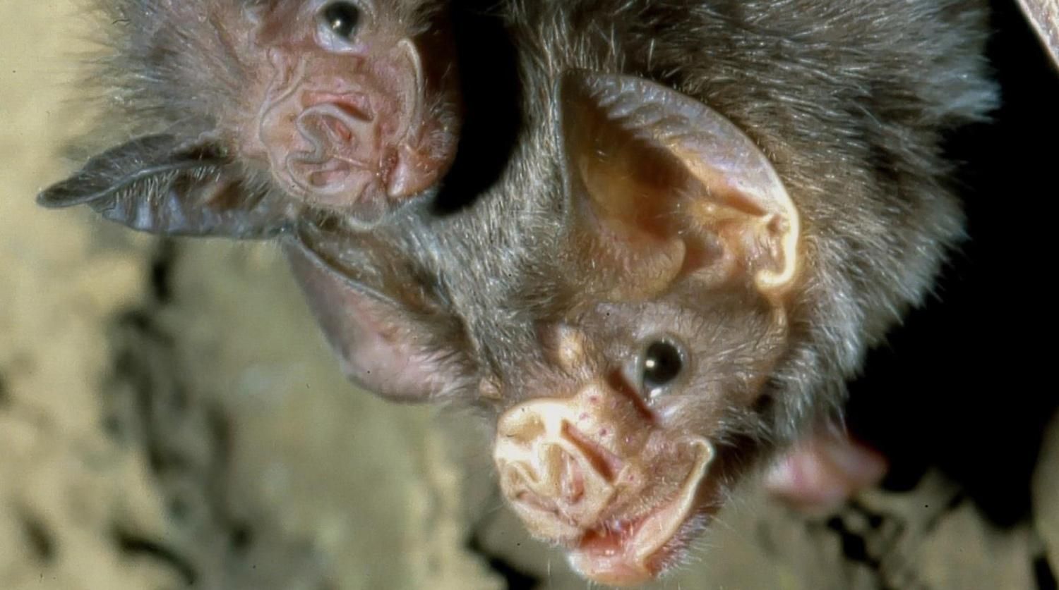 Кажани також себе ізолюють від інших особин під час хвороби: дослідження Кажани також себе ізолюють від інших особин під час хвороби: дослідження