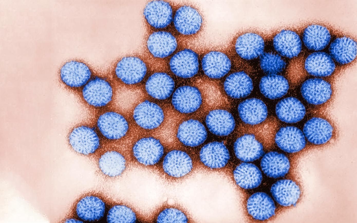 З'ясували, як діє ротавірус: 30 років вчені вважали це загадкою