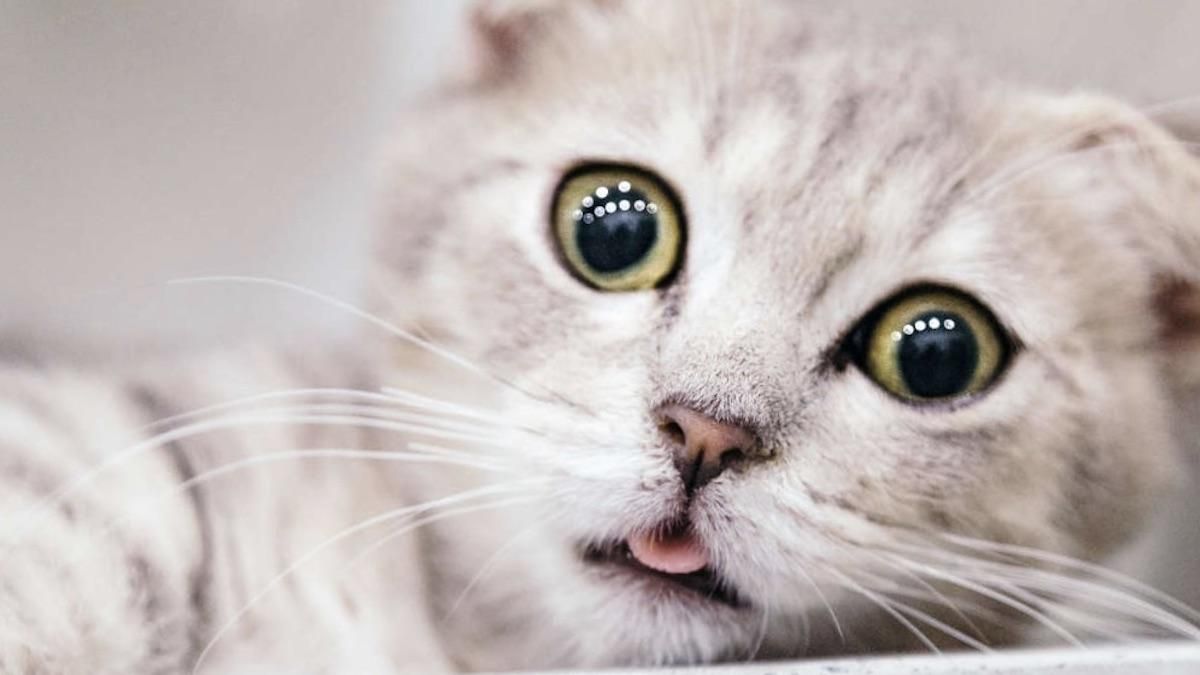 Коронавірус виявили у домашніх котів у США