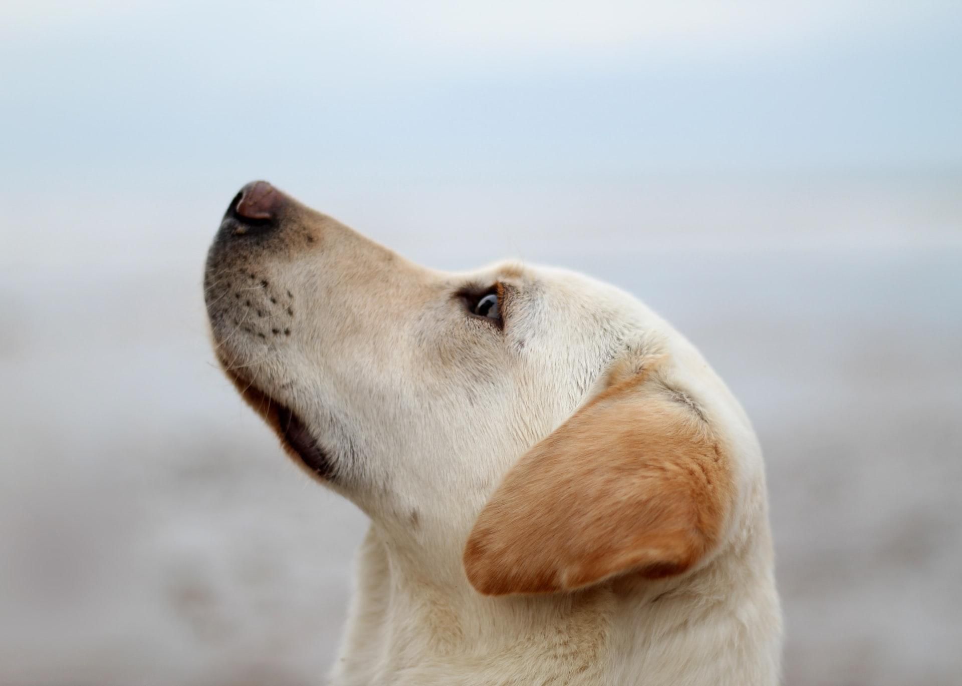Науковці хочуть навчити собак сприймати коронавірус на нюх 