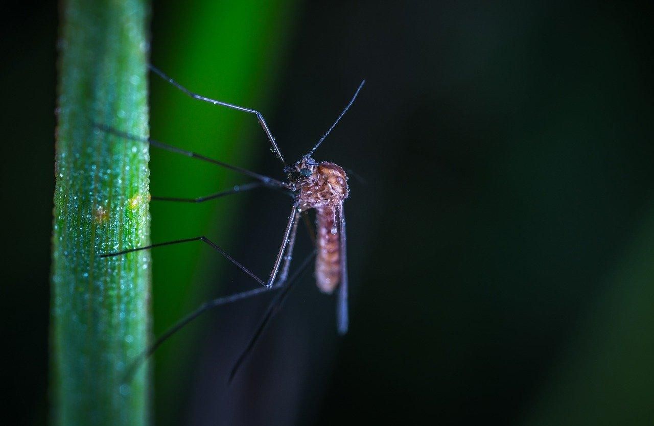 Чи можуть комарі передавати коронавірус: відповідь МОЗ - 24 Канал