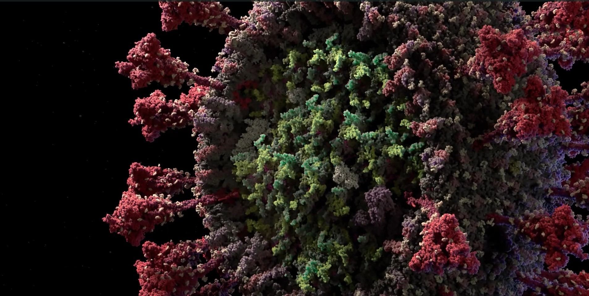 Створили найточнішу 3D-модель збудника коронавірусу SARS-CoV-2: деталізоване відео

