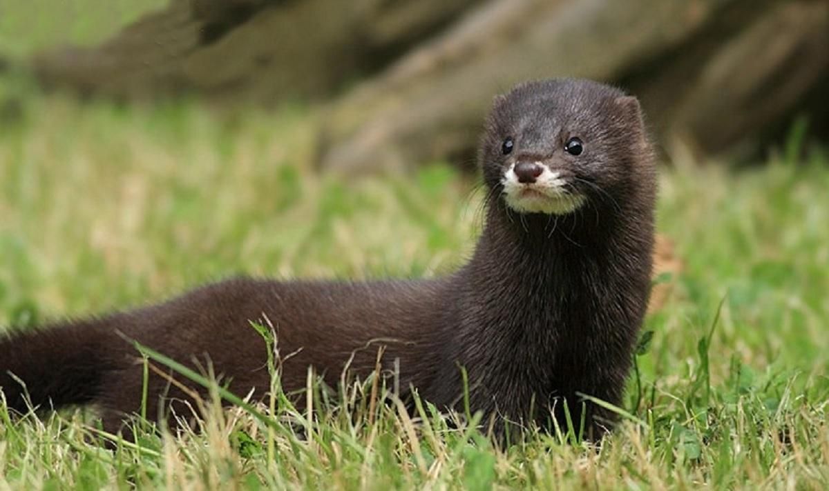 В Нидерландах человек заразился коронавирусом от норки В Нидерландах человек заразился коронавирусом от норки