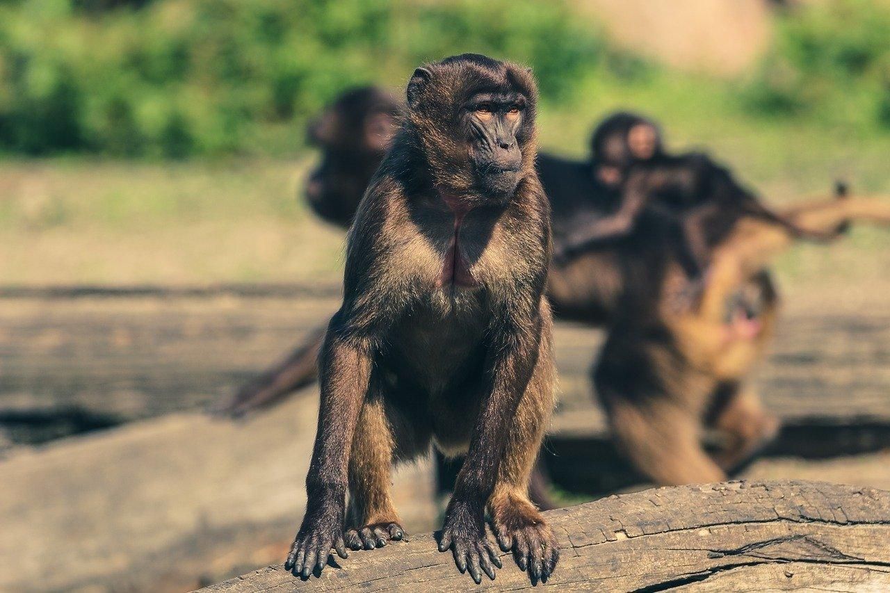 В Индии группа обезьян напала на лабораторию и украла образцы крови пациентов с COVID-19: видео