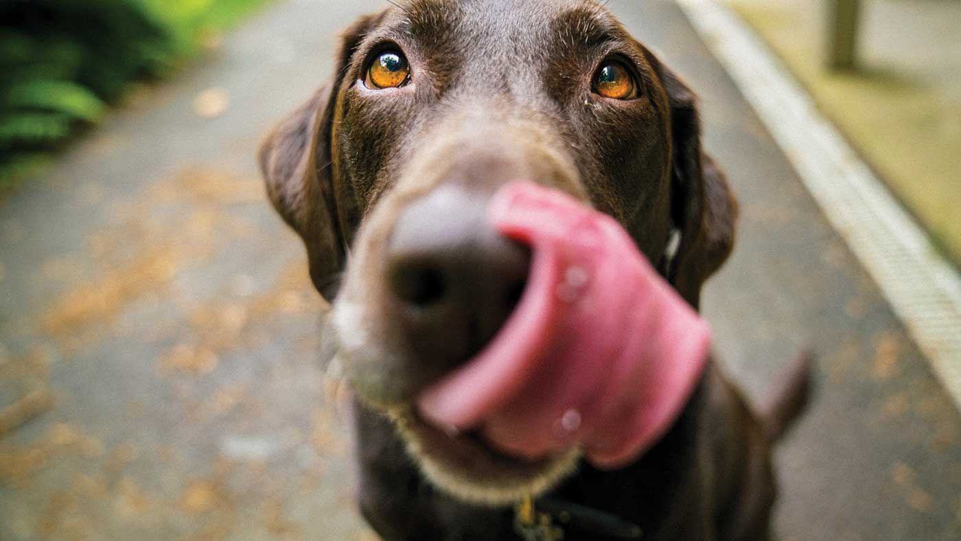 Фантастичні нюхові здібності: собак навчили виявляти хворих на коронавірус Фантастичні нюхові здібності: собак навчили виявляти хворих на коронавірус