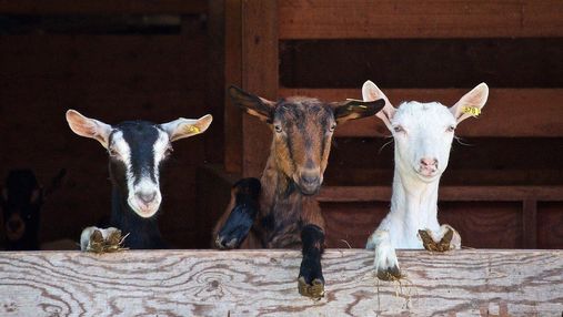 Создали ГМО-коз, которые лечат от рака
