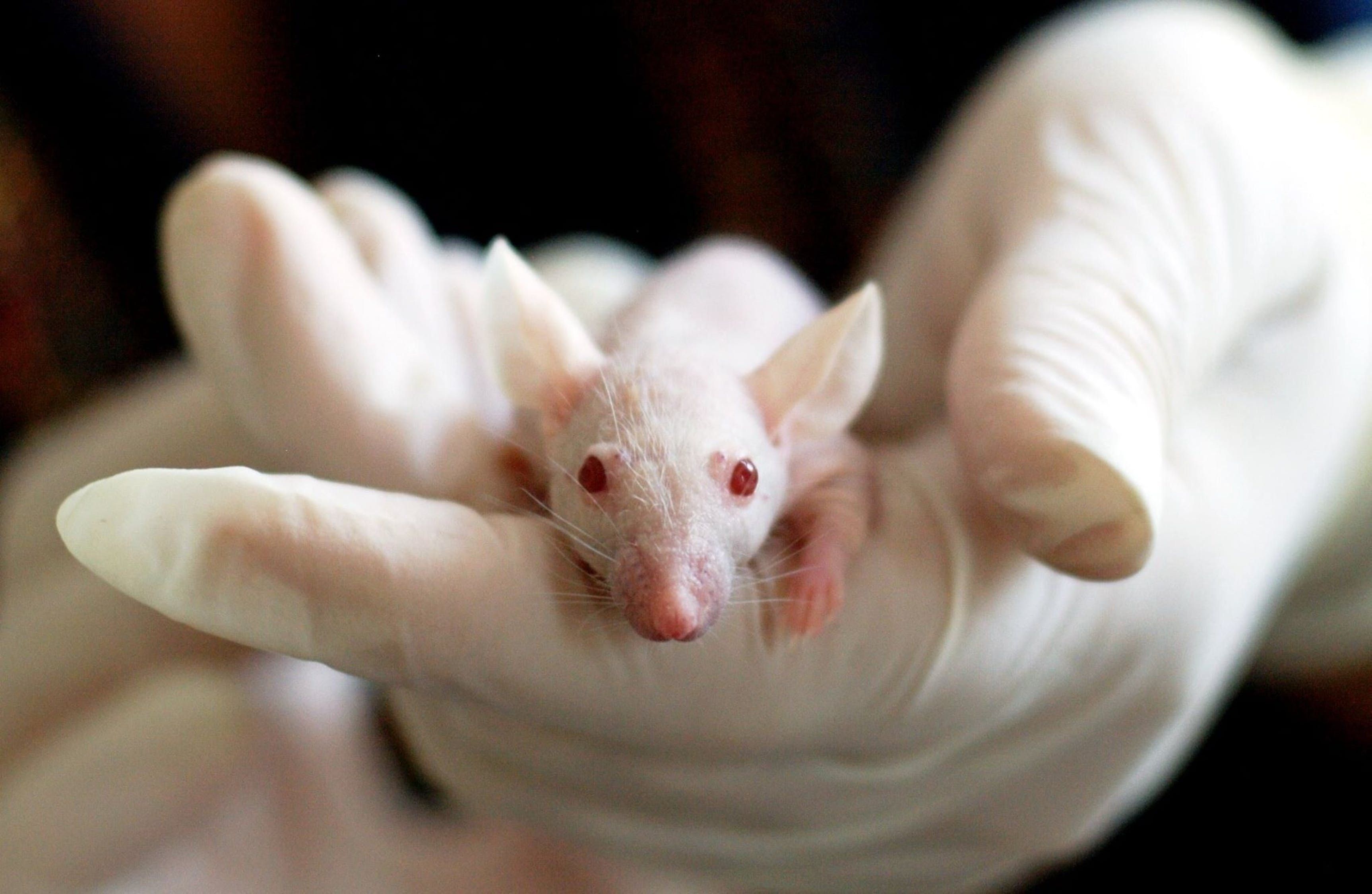 С помощью ультразвука удалось полностью уничтожить рак у подопытных мышей