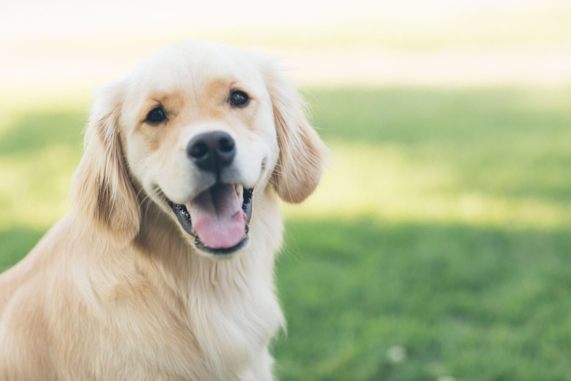 Не один за семь: ученые перечислили возраст собак в человеческий