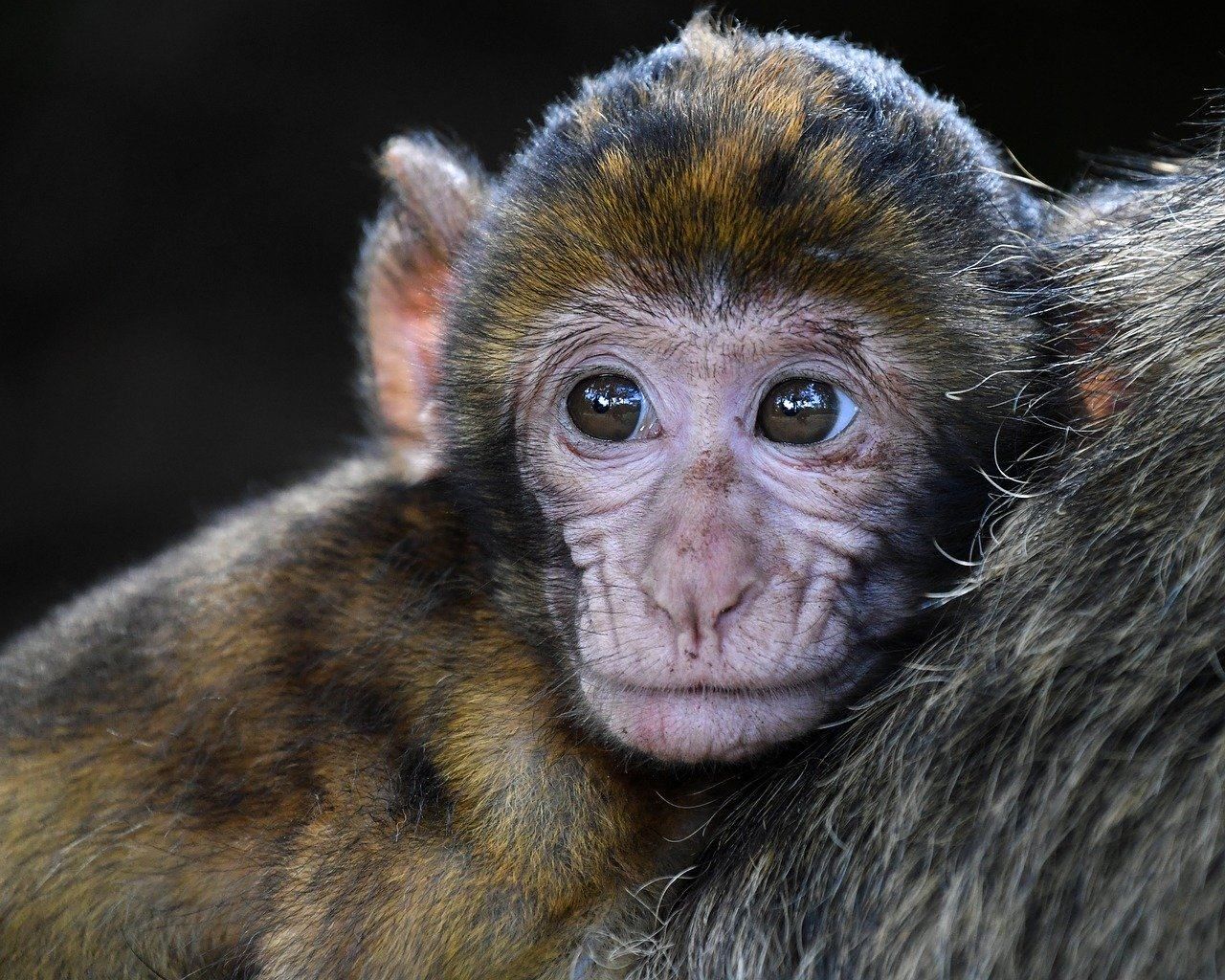 Ученым удалось защитить обезьян от повторного заражения коронавирусом
