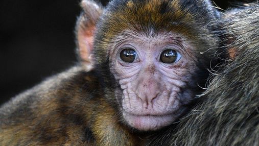 Ученым удалось защитить обезьян от повторного заражения коронавирусом