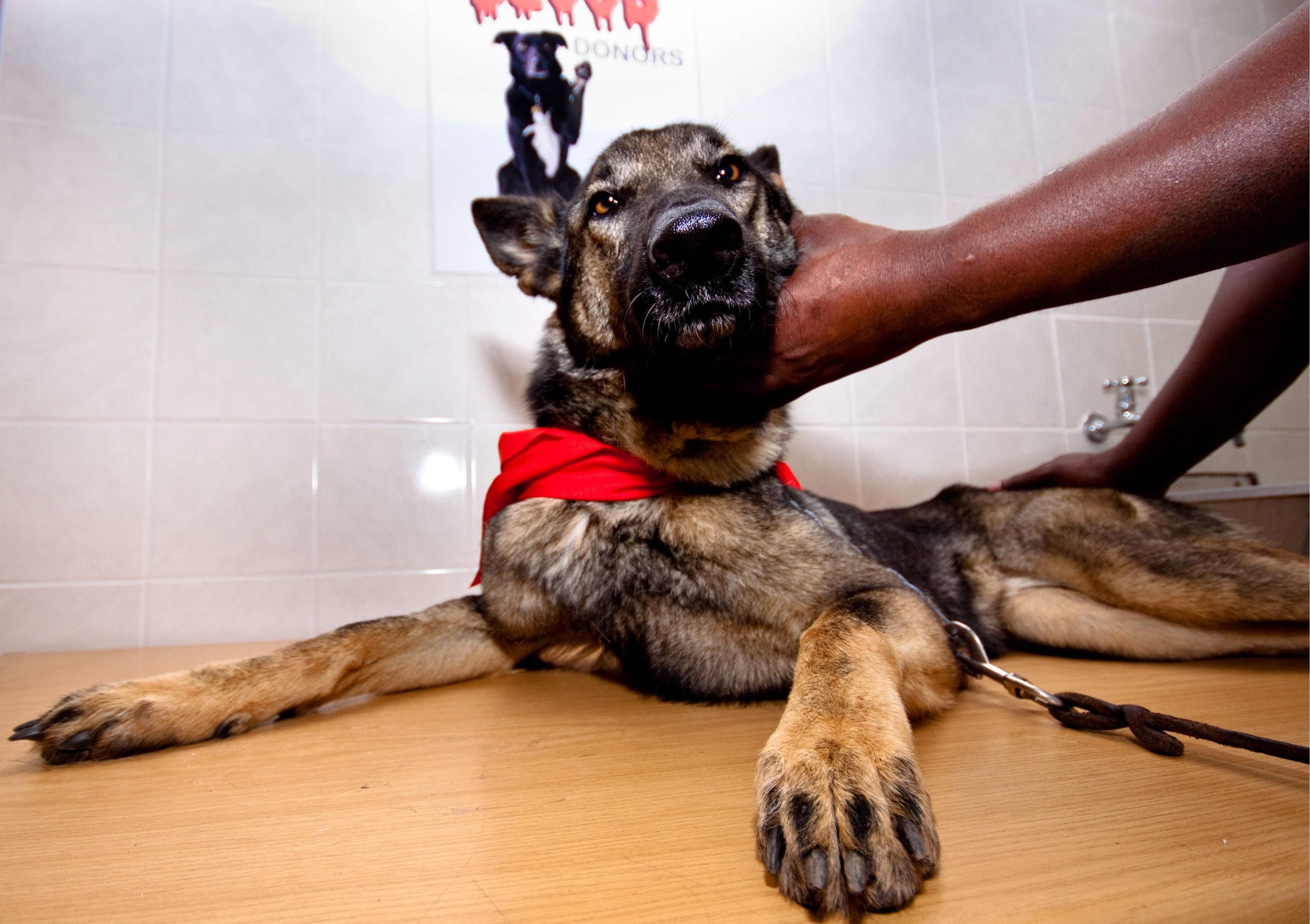 В ОАЕ поліцейські навчили собак шукати хворих на коронавірус