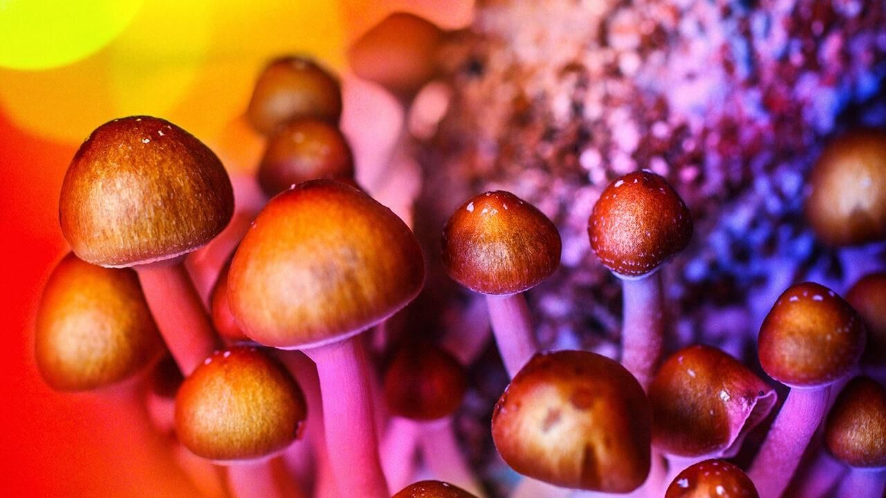 Галюциногенні гриби виявились корисними у лікуванні ще одного психічного розладу