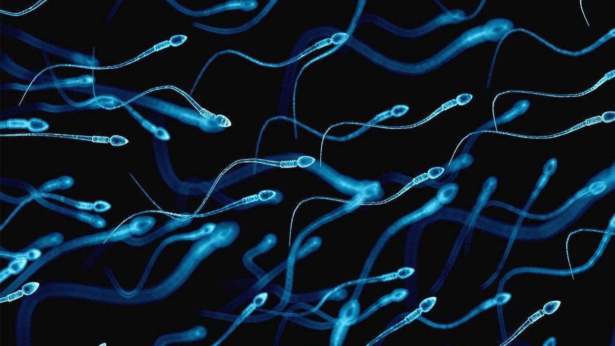 Як зайва вага у чоловіків впливає на активність сперматозоїдів 