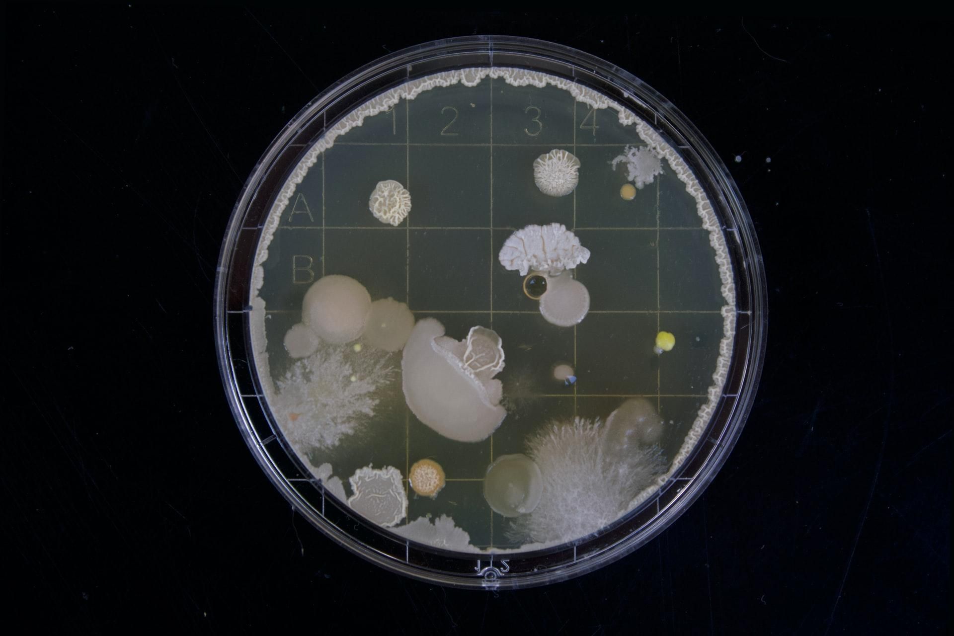 Оживили мікроби з дна океану, яким 100 мільйонів років