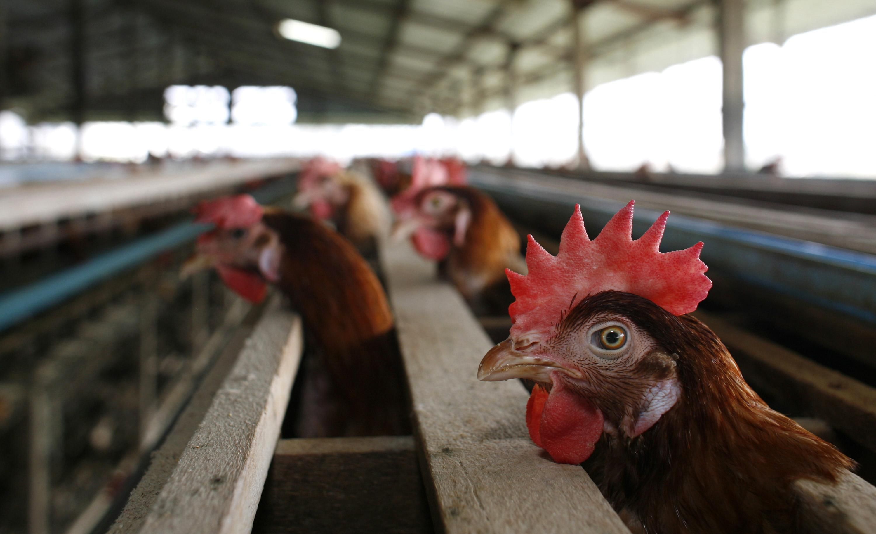 На Філіппінах зафіксували спалах пташиного грипу