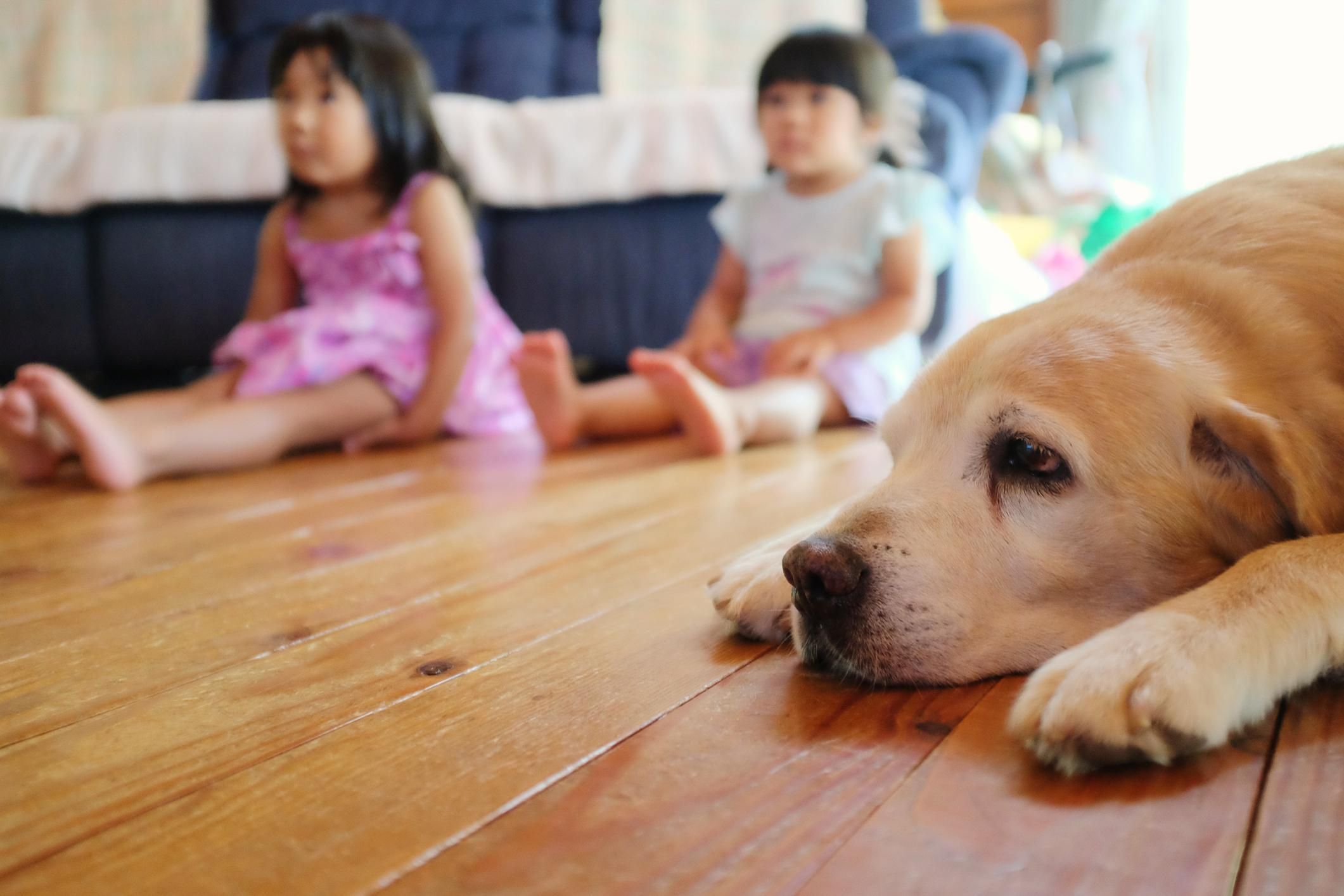 В Японии впервые обнаружили коронавирус у двух собак