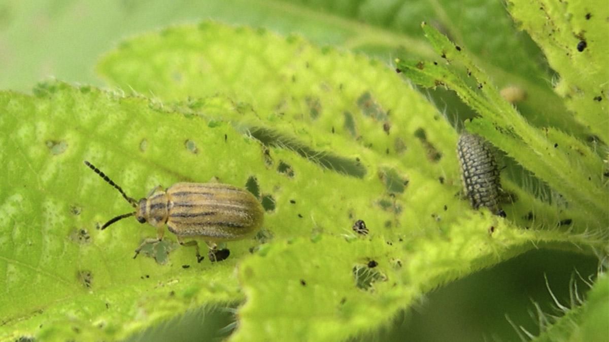 Маленький жук может спасти миллионы людей от аллергии