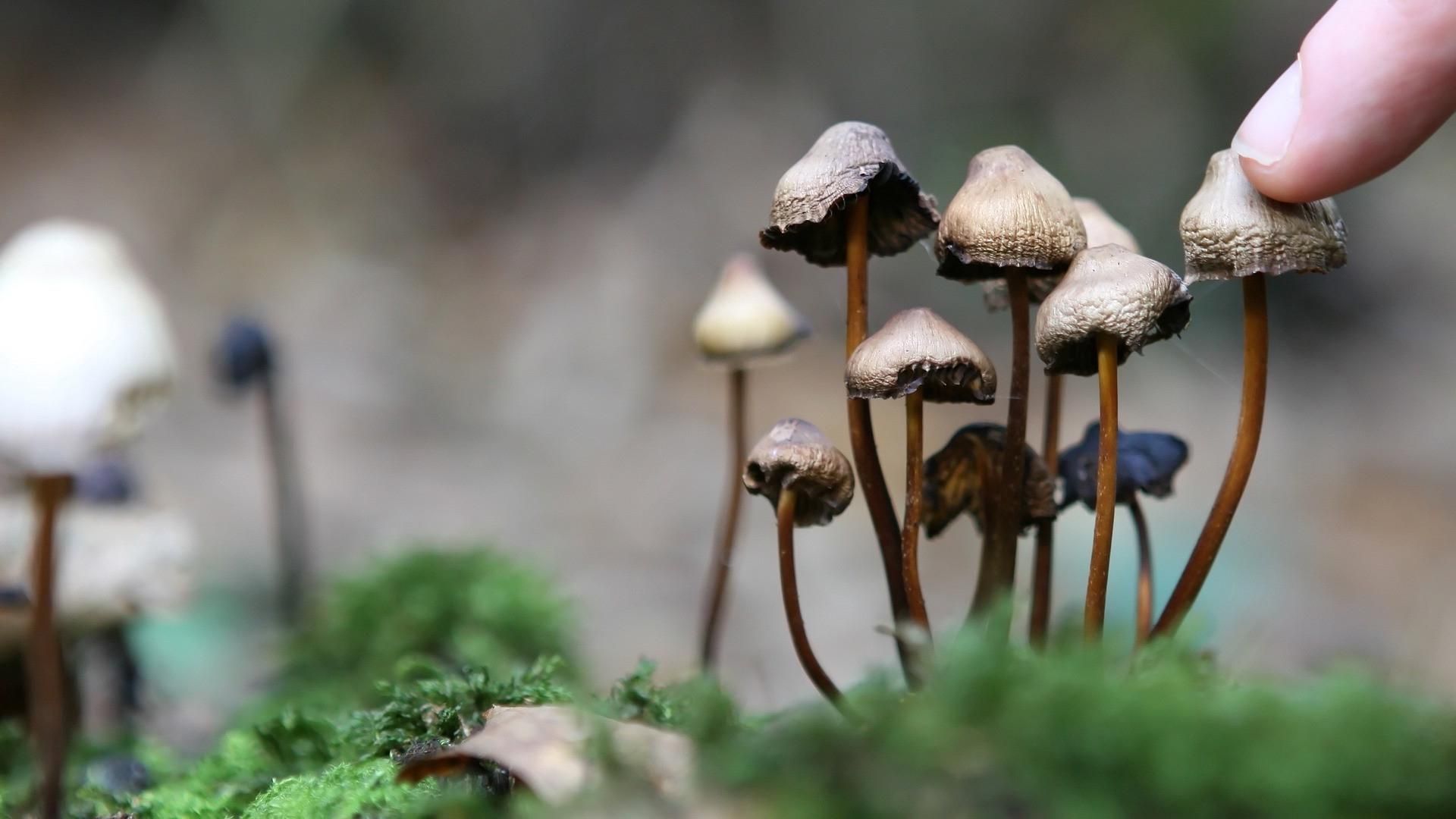 Канадцям вперше за півстоліття дозволили вживати психоделічні гриби